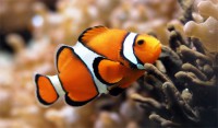 /album/agustimascotas/a40-adorables-wallpapers-de-animales-orange-clownfish-peces-naranja-intercambiosgraficos-blogspot-com-jpg/