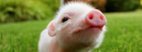 /album/agustimascotas/teacup-pig-picture-jpg/